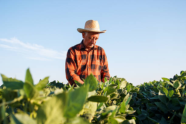 istock Senior farmer in a field examining crop 542086670