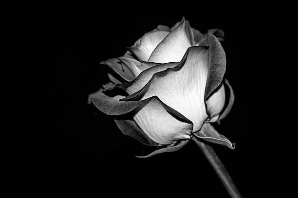 istock Rose black and white photography 542086796