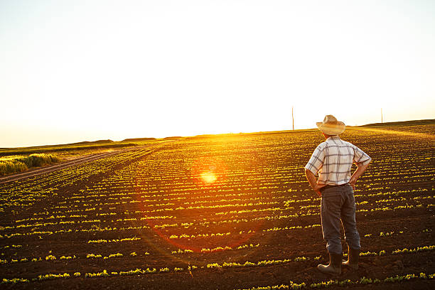 senior farmer sitzt auf feld - resting place stock-fotos und bilder