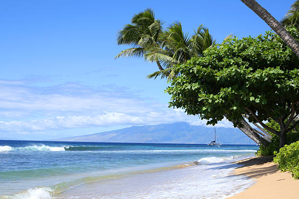 lahaina spiaggia - maui beach palm tree island foto e immagini stock