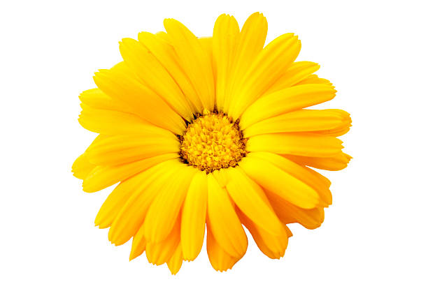 istock Marigold flower with dew drops isolated 542088082