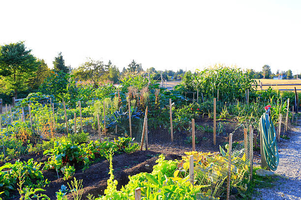 istock Home vegetable garden at the back yard 542088294