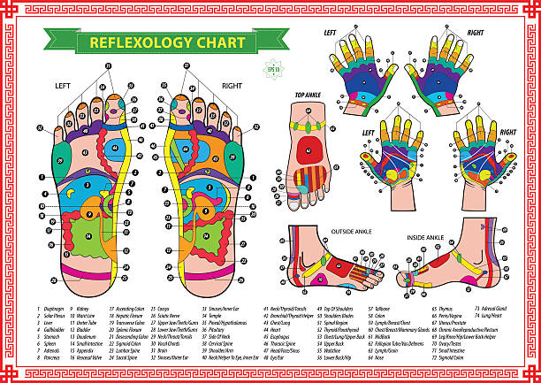 Foot and Hand reflexology chart Foot and Hand reflexology chart with accurate description of the corresponding internal and body parts. Vector illustration over white background, isolated. reiki stock illustrations