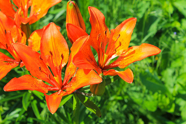 istock Orange lily in the garden 542088790