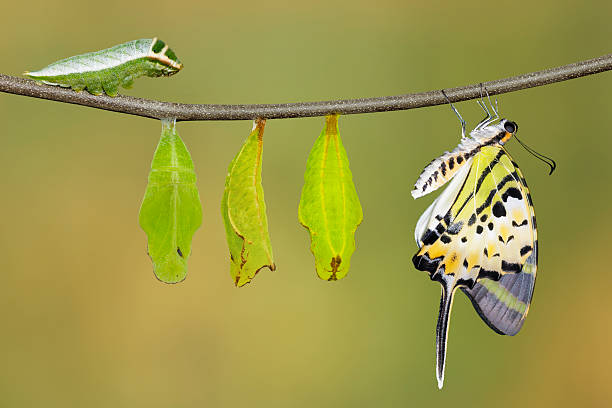 istock Isolated five bar swordtail butterfly life cycle (antiphates pom 542089144