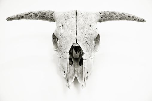 The skull of a cow or steer shot against a plain white background.