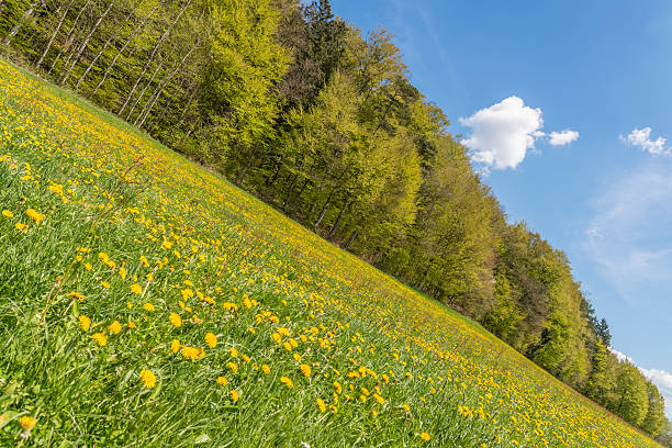 istock Meadow with dandelion flowers everythere 542089366