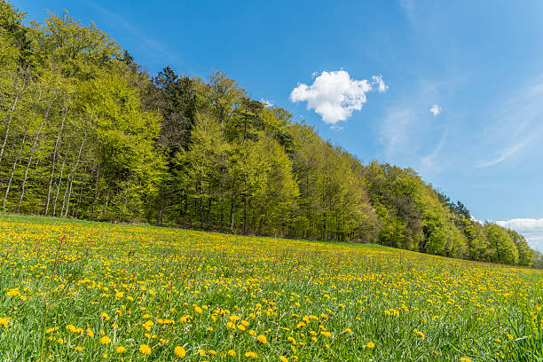 istock Meadow with dandelion flowers everythere 542089498