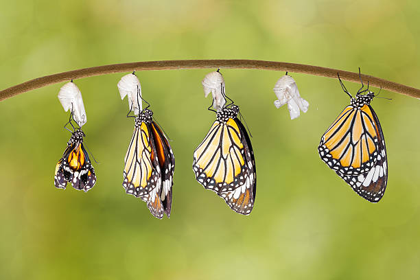 istock Transformation of common tiger butterfly emerging from cocoon 542089634