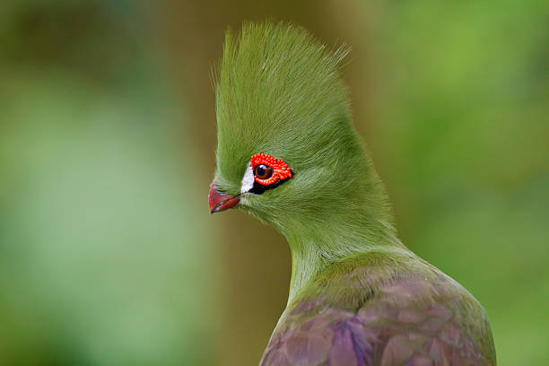 istock Green Touraco,Tauraco lost 542089950