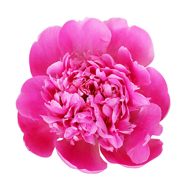 istock Pink peony flower isolated on white 542090036