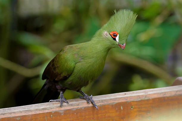 istock Green Touraco,Tauraco lost 542090112