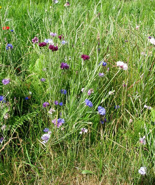istock Cornflower or Bachelor's Button wildflower field 542091214