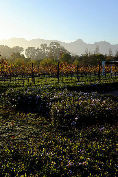 istock Early morning view of a wine farm 542091668