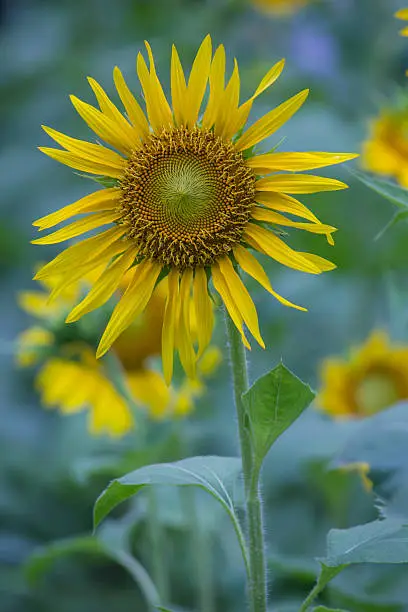 Photo of sunflowers in garden