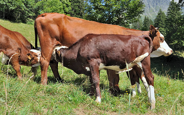 istock calves and cows in pasture 542093256