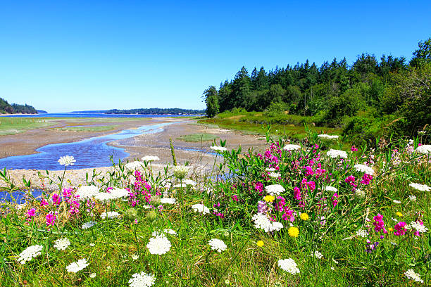 istock Marrowstone island. Olympic Peninsula. Washington State. 542093376