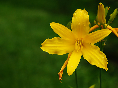 Yellow summer lily flower on a green ganden background