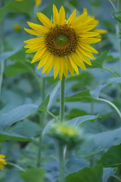 Photo of sunflowers in garden