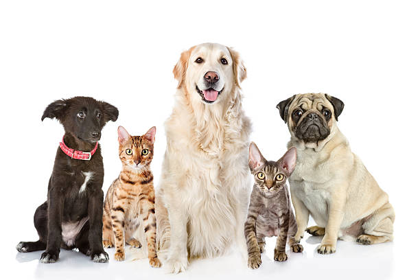 large group of cats and dogs in front. - dog mixed breed dog group of animals small imagens e fotografias de stock