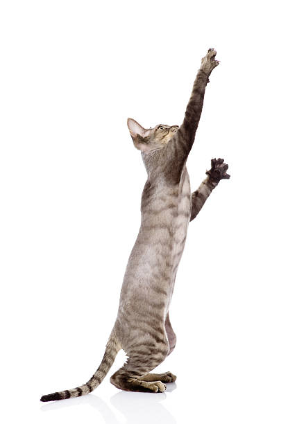 istock playful funny kitten. isolated on white background 542094652