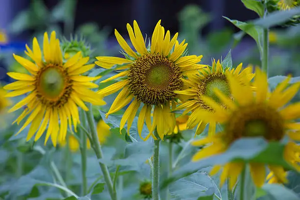 Photo of sunflowers in garden