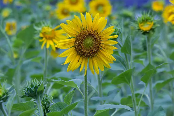 Photo of sunflowers in garden