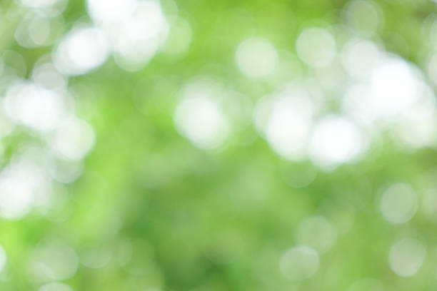 istock Nature background. Abstract blurred summer green bokeh 542095476