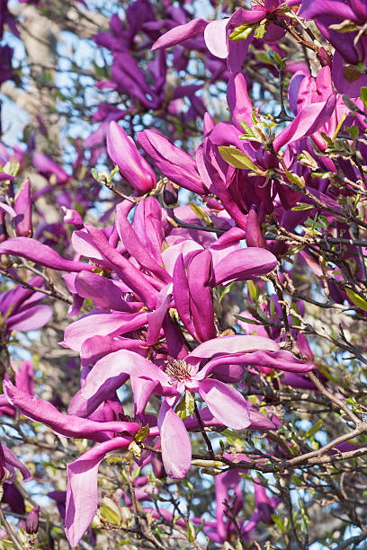Girl hybrid magnolia Susan Girl hybrid magnolia Susan (Magnolia x hybrid Susan). Hybrid between Magnolia liliflora Nigra and Magnolia stellata Rosea jane magnolia stock pictures, royalty-free photos & images