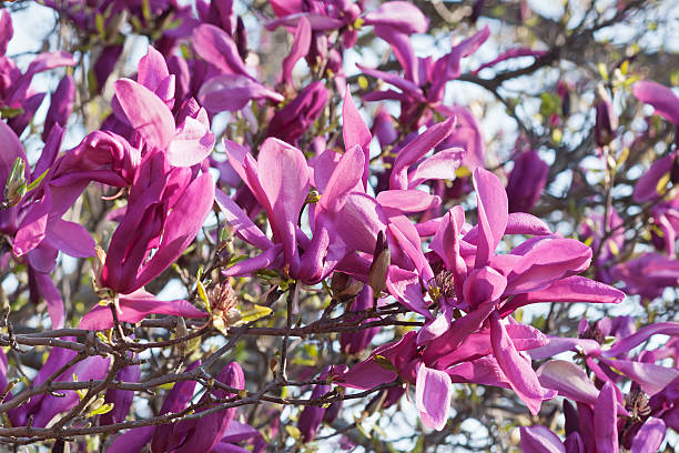 istock Girl hybrid magnolia Susan 542096014