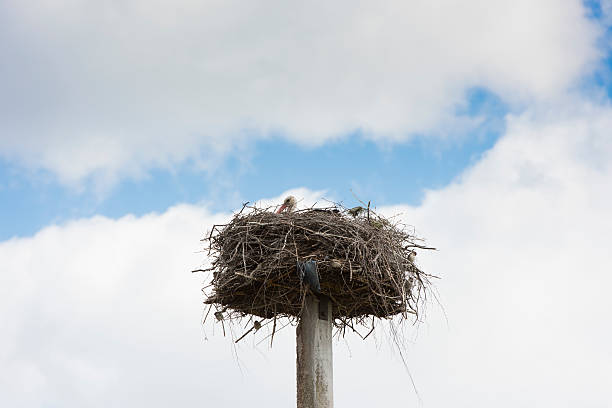 istock the stork nest on the pole 542096536