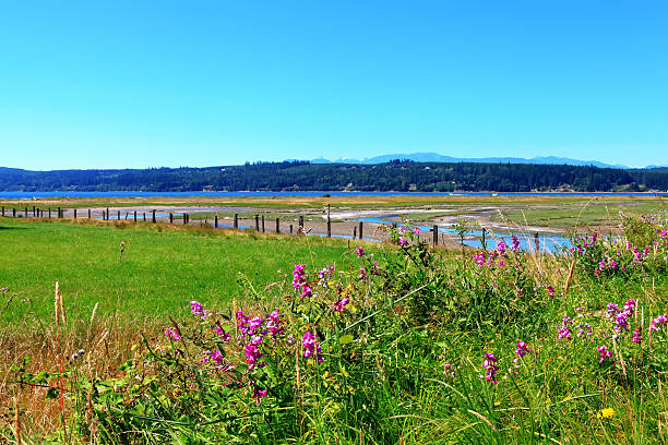 istock Marrowstone island. Olympic Peninsula. Washington State. 542096538