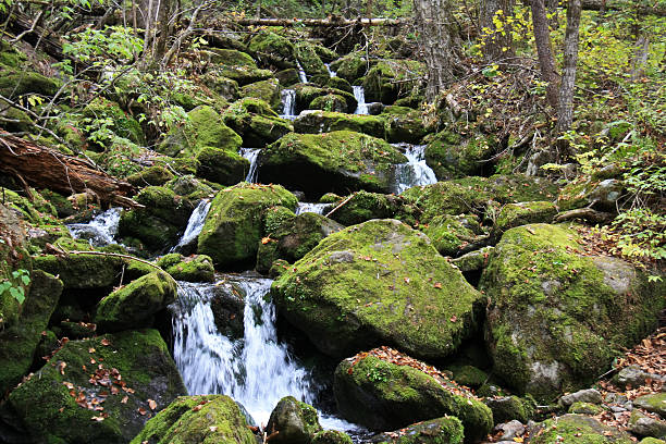 Forest landscape - dense forest and cold mountain stream. stock photo