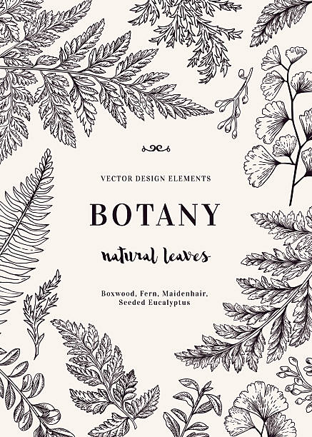 illustrazioni stock, clip art, cartoni animati e icone di tendenza di carta botanica per con foglie. - fern