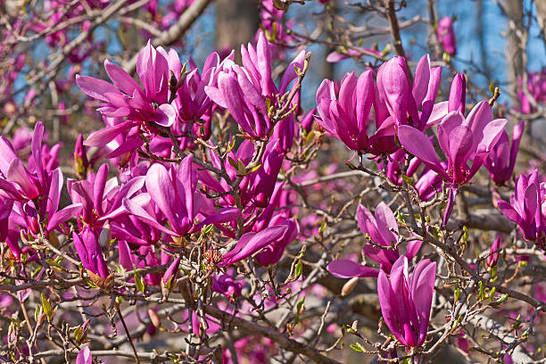 Girl hybrid magnolia Ann Girl hybrid magnolia Ann (Magnolia x hybrid Ann). Hybrid between Magnolia liliiflora and Magnolia stellata jane magnolia stock pictures, royalty-free photos & images