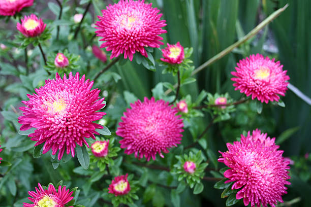 bright autumn flowers asters stock photo