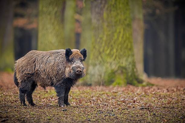 istock Big wild boar face to face in Czech Republic 542098442