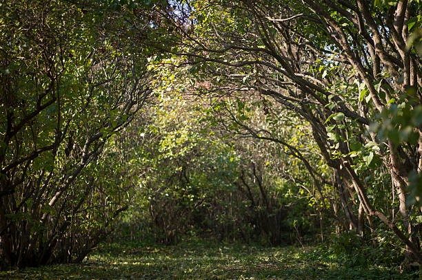 Estrada na floresta - fotografia de stock