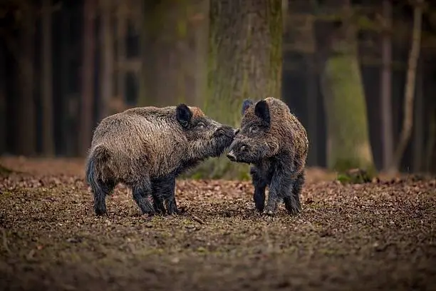 Wild boar, Sus scrofa, forest wild animal in the nature habitat, portrait of a big wild mammal, face to face, Czech Republic