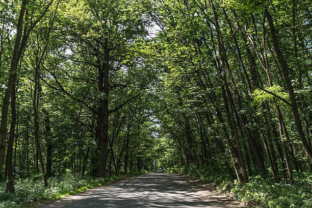 Estrada na floresta - fotografia de stock