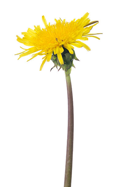 istock yellow bright dandelion flower isolated on white 542099206