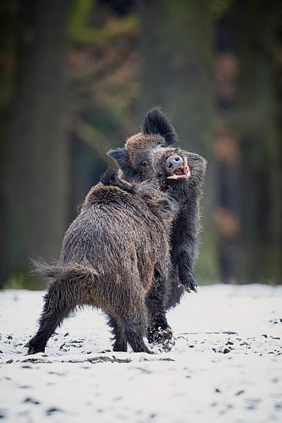 หมูป่าตัวใหญ่ตัวต่อตัวในสาธารณรัฐเช็ก - boar meat ภาพสต็อก ภาพถ่ายและรูปภาพปลอดค่าลิขสิทธิ์