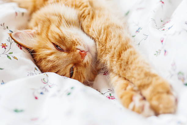 istock Cute ginger cat lying in bed. Fluffy pet looks sleepy. 542099556