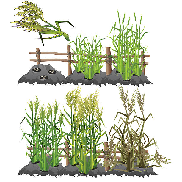 etapy wzrostu upraw trzciny cukrowej, rolnictwa, wektor - seedbed stock illustrations