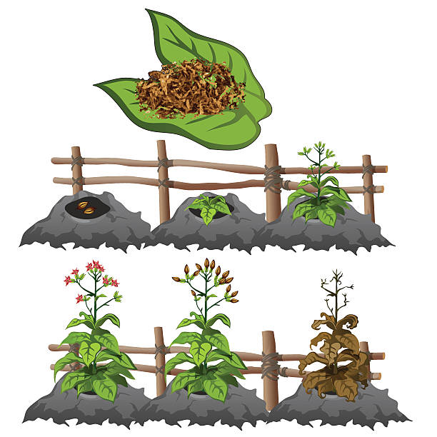 illustrazioni stock, clip art, cartoni animati e icone di tendenza di fasi di crescita di tabacco, l'agricoltura, vettoriale - gardening flower backgrounds beauty in nature