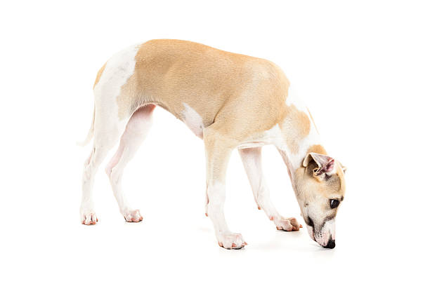 床にスニッフィングホイペット子犬 - sight hound ストックフォトと画像