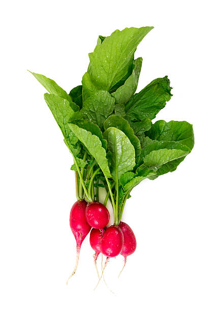 istock Bunch of fresh radishes 542102772