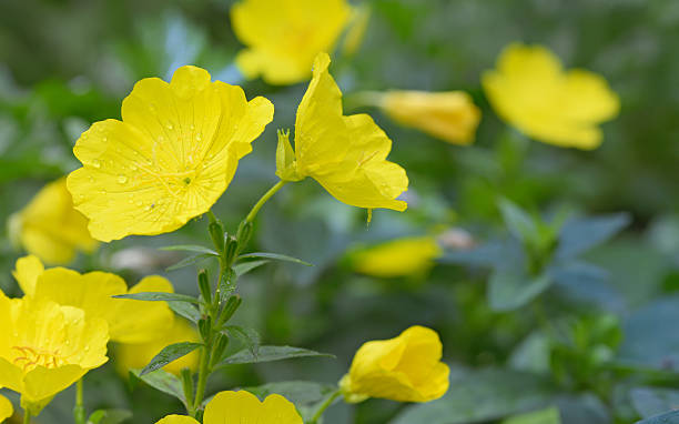 Evening primrose (Oenothera biennis) stock photo