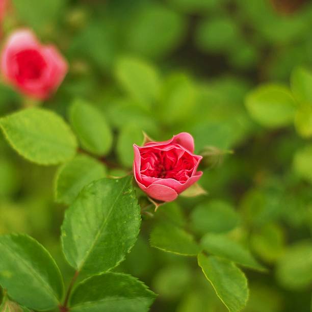 istock Pink roses in the garden 542103402