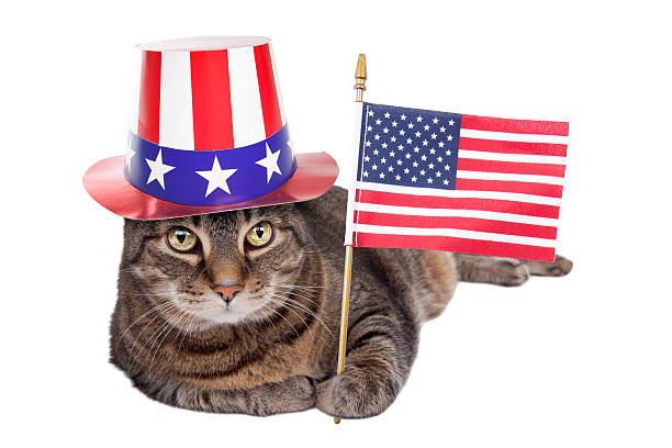 istock Isolated Patriotic Fat Cat Laying Down 542104026